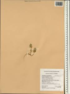 Alyssum simplex Rudolphi, South Asia, South Asia (Asia outside ex-Soviet states and Mongolia) (ASIA) (Cyprus)
