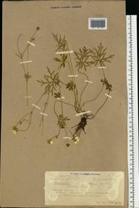 Ranunculus polyanthemos L., Eastern Europe, Volga-Kama region (E7) (Russia)