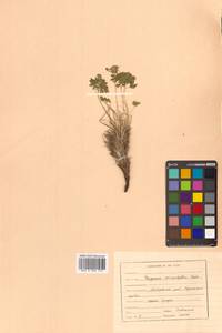Paraquilegia microphylla (Royle) J. Drumm. & Hutch., Siberia, Russian Far East (S6) (Russia)