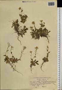 Arabis alpina L., Siberia, Western Siberia (S1) (Russia)