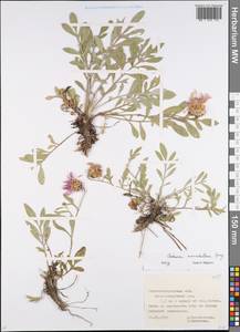 Psephellus marschallianus (Spreng.) K. Koch, Eastern Europe, North Ukrainian region (E11) (Ukraine)