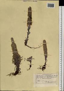 Orostachys cartilaginea Boriss., Siberia, Russian Far East (S6) (Russia)