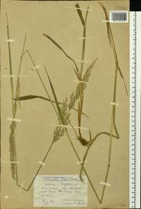Arctagrostis latifolia (R.Br.) Griseb., Siberia, Yakutia (S5) (Russia)