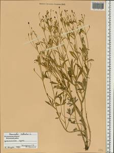 Ranunculus sceleratus L., Eastern Europe, Central forest region (E5) (Russia)