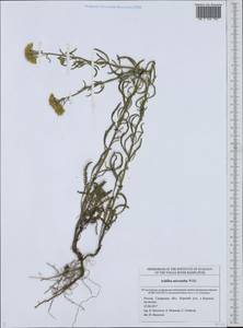Achillea micrantha Willd., Eastern Europe, Middle Volga region (E8) (Russia)