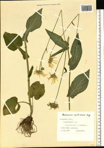 Doronicum carpaticum (Griseb. & Schenk) Nyman, Eastern Europe, West Ukrainian region (E13) (Ukraine)