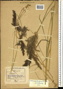 Calamagrostis pseudophragmites (Haller f.) Koeler, Caucasus, Georgia (K4) (Georgia)