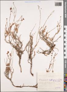 Limonium suffruticosum (L.) Kuntze, Siberia, Altai & Sayany Mountains (S2) (Russia)