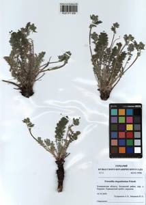 Potentilla sericea L., Siberia, Altai & Sayany Mountains (S2) (Russia)