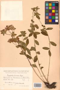 Euphorbia lucorum Rupr., Siberia, Russian Far East (S6) (Russia)