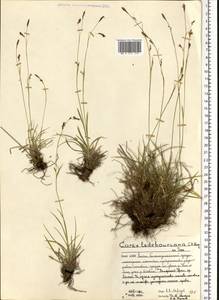 Carex ledebouriana C.A.Mey. ex Trevir., Eastern Europe, Northern region (E1) (Russia)
