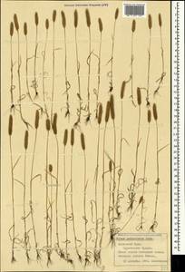 Phleum paniculatum Huds., Crimea (KRYM) (Russia)