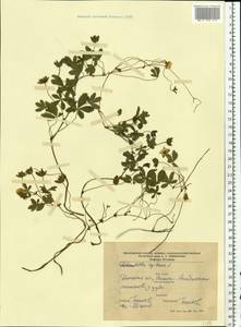 Potentilla reptans L., Eastern Europe, South Ukrainian region (E12) (Ukraine)
