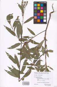 Salix alba × fragilis, Eastern Europe, Central forest-and-steppe region (E6) (Russia)