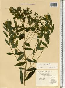 Euphorbia semivillosa (Prokh.) Krylov, Eastern Europe, Central region (E4) (Russia)