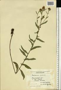 Centaurea jacea L., Eastern Europe, Moldova (E13a) (Moldova)