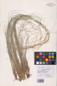 Stipa zalesskii Wilensky, Eastern Europe, Lower Volga region (E9) (Russia)