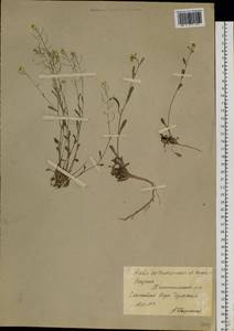 Arabidopsis septentrionalis (N. Busch) D. A. German, Siberia, Yakutia (S5) (Russia)