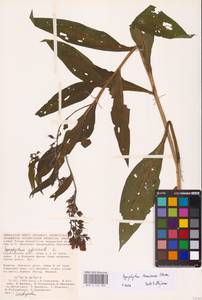 Symphytum tanaicense Steven, Eastern Europe, Lower Volga region (E9) (Russia)