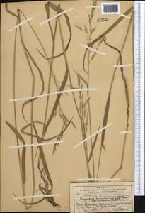 Piptatherum songaricum (Trin. & Rupr.) Roshev., Middle Asia, Western Tian Shan & Karatau (M3) (Kazakhstan)