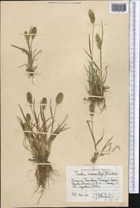 Trisetum spicatum (L.) K.Richt., Middle Asia, Western Tian Shan & Karatau (M3) (Kyrgyzstan)