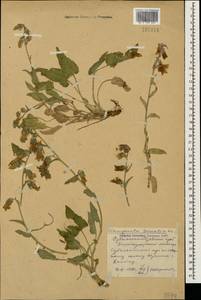 Campanula sarmatica Ker Gawl., Caucasus, Stavropol Krai, Karachay-Cherkessia & Kabardino-Balkaria (K1b) (Russia)