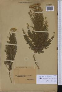 Achillea wilhelmsii K. Koch, Middle Asia, Syr-Darian deserts & Kyzylkum (M7) (Uzbekistan)