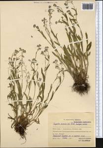 Myosotis, Middle Asia, Northern & Central Kazakhstan (M10) (Kazakhstan)