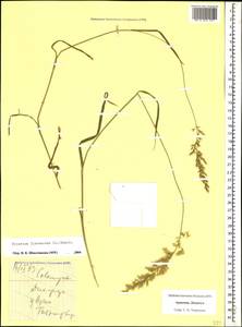 Trisetum flavescens (L.) P.Beauv., Caucasus, Armenia (K5) (Armenia)