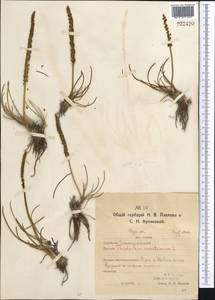 Triglochin maritima L., Middle Asia, Northern & Central Kazakhstan (M10) (Kazakhstan)