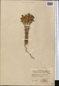 Orobanche gigantea (Beck) Gontsch., Middle Asia, Western Tian Shan & Karatau (M3) (Uzbekistan)