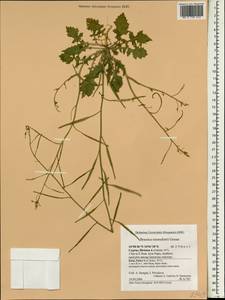 Brassica tournefortii Gouan, South Asia, South Asia (Asia outside ex-Soviet states and Mongolia) (ASIA) (Cyprus)