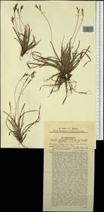 Carex digitata L., Western Europe (EUR) (Czech Republic)