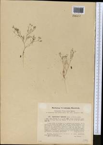 Pimpinella leptoclada (Aitch. & Hemsl.) Mousavi, Mozaff. & Zarre, Middle Asia, Pamir & Pamiro-Alai (M2)
