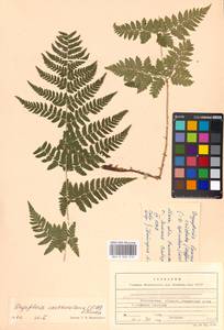 Dryopteris carthusiana (Vill.) H. P. Fuchs, Eastern Europe, Moscow region (E4a) (Russia)