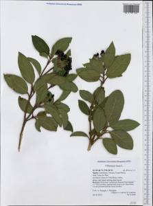 Viburnum tinus L., Western Europe (EUR) (Spain)