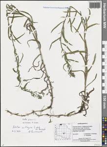 Achillea salicifolia subsp. salicifolia, Eastern Europe, North-Western region (E2) (Russia)