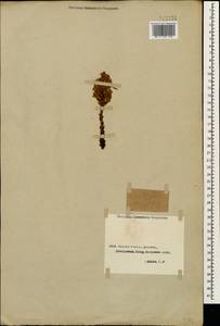 Orobanche, Caucasus, Georgia (K4) (Georgia)