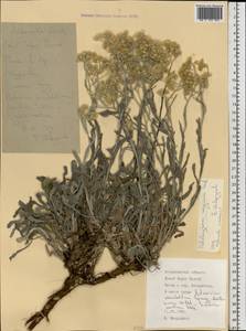 Helichrysum nogaicum Tzvelev, Eastern Europe, Lower Volga region (E9) (Russia)