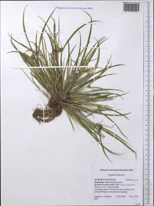 Cyperus fuscus L., Middle Asia, Western Tian Shan & Karatau (M3) (Kyrgyzstan)