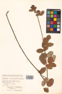 Lespedeza tomentosa (Thunb.) Siebold ex Maxim., Siberia, Russian Far East (S6) (Russia)