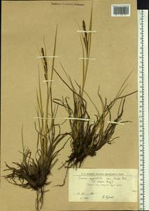 Carex aquatilis var. minor Boott, Eastern Europe, Northern region (E1) (Russia)