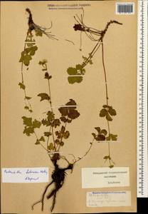 Drymocallis rupestris (L.) Soják, Caucasus, Stavropol Krai, Karachay-Cherkessia & Kabardino-Balkaria (K1b) (Russia)