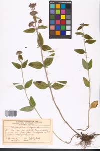Clinopodium vulgare L., Eastern Europe, Moscow region (E4a) (Russia)