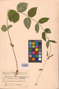 Vincetoxicum scandens Sommier & Levier, Eastern Europe, Lower Volga region (E9) (Russia)