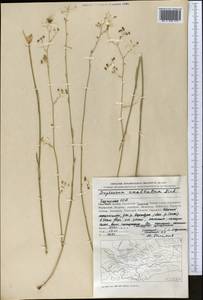 Bupleurum exaltatum M.Bieb., Middle Asia, Western Tian Shan & Karatau (M3) (Kyrgyzstan)