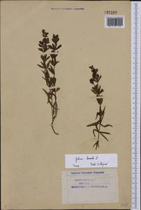 Galium boreale L., Eastern Europe, Northern region (E1) (Russia)