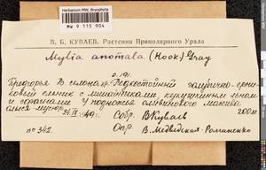 Mylia anomala (Hook.) Gray, Bryophytes, Bryophytes - Western Siberia (including Altai) (B15) (Russia)