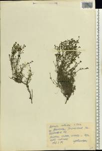 Asperula supina subsp. caespitans (Juz.) Pjatunina, Eastern Europe, Central forest-and-steppe region (E6) (Russia)