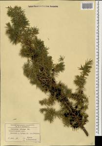 Juniperus communis var. saxatilis Pall., Caucasus, Stavropol Krai, Karachay-Cherkessia & Kabardino-Balkaria (K1b) (Russia)